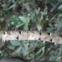 Zanthoxylum asiaticum (L.) Appelhans, Groppo & J.Wen